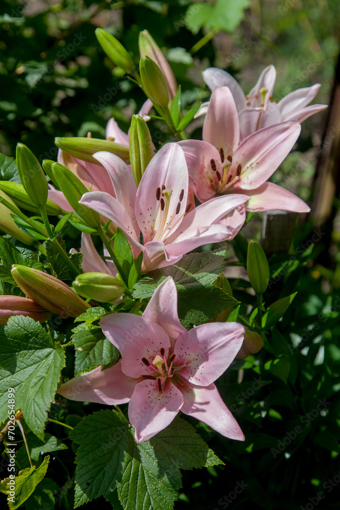 Fototapeta premium Blooming Oriental Lily flowers. Pink tropical flower in the garden..