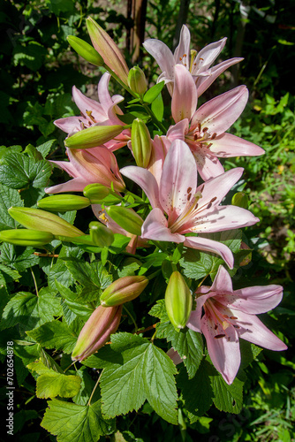 Fototapeta Naklejka Na Ścianę i Meble -  Blooming Oriental Lily flowers. Pink tropical flower in the garden..