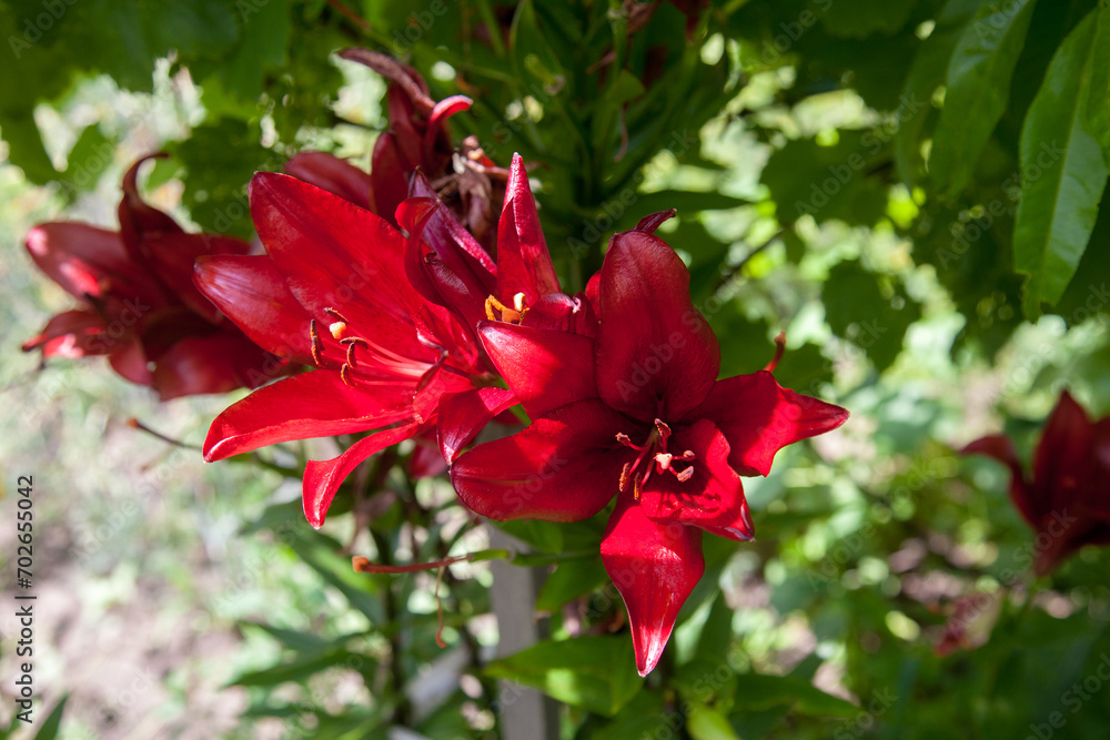 Blooming Oriental Lily flowers. Red tropical flower in the garden..