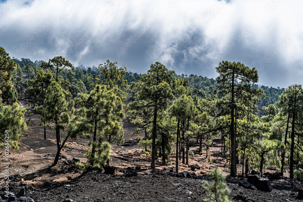 Fur trees on the lava slopes in Teide National Park, Tenerife, Spain