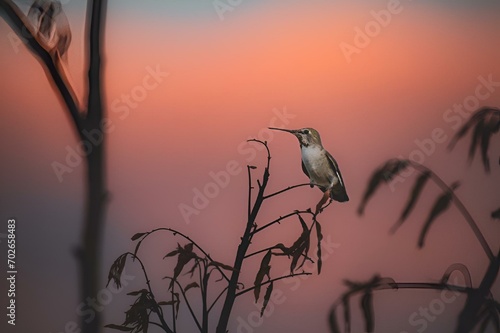 Closeup of Anna's hummingbird (Calypte anna) perched on a branch at sunset photo