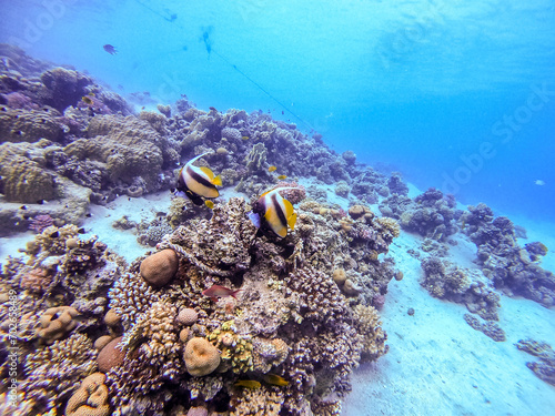 Red Sea bannerfish (Heniochus intermedius) at coral reef..