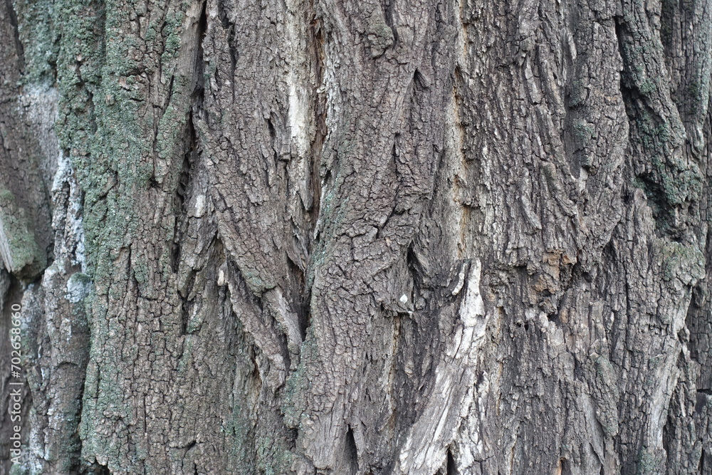 Obraz premium Surface of dry gray bark of Robinia pseudoacacia