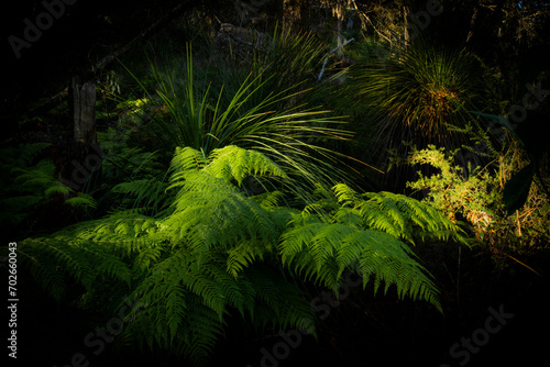 Vibrant green fern illuminated by a stream of natural sunlight