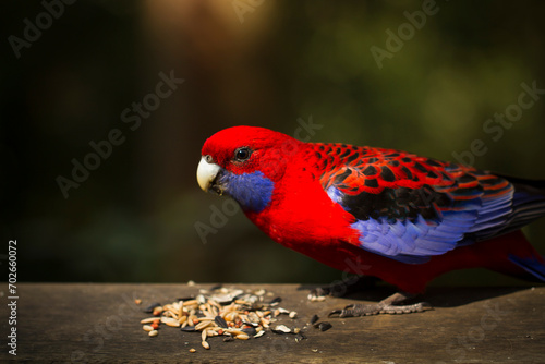 Beautiful red rosella (Platycercus elegans) perched atop a wooden table covered with sunflower seeds photo