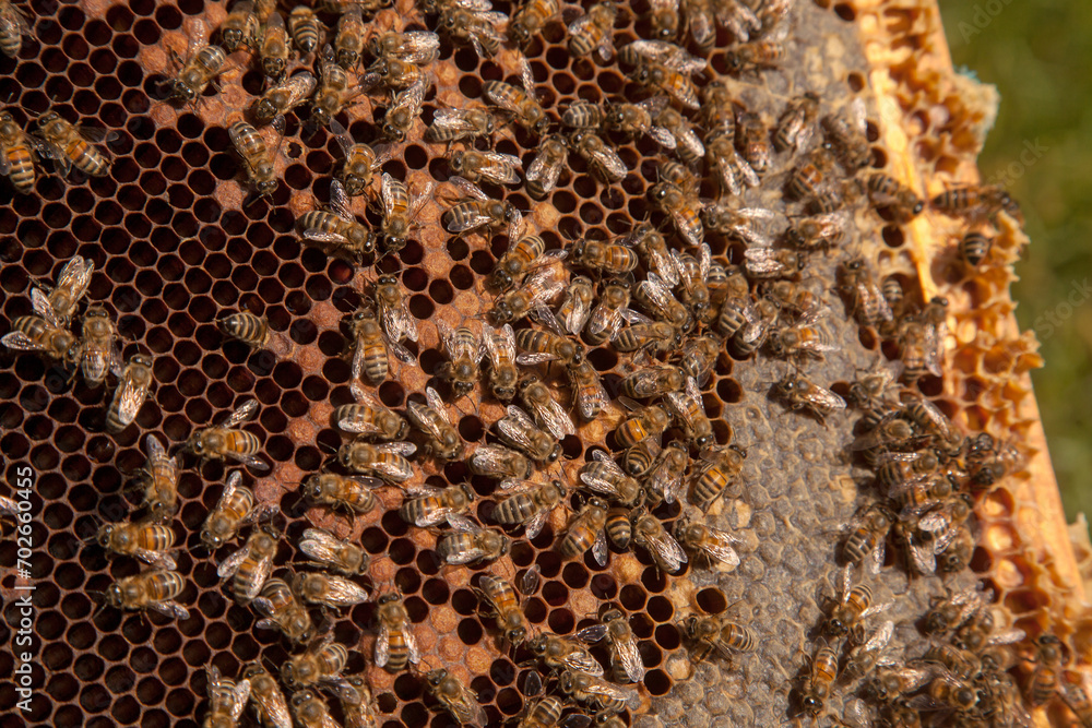 Working bees in a hive on honeycomb. Bees inside hive with sealed and open cells for their young.. Working bees in a hive on honeycomb. Bees inside hive with sealed and open cells for their young..
