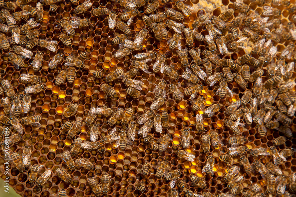 Working bees on honeycomb with sweet honey and pollen.. Working bees on honeycomb with sweet honey and pollen..