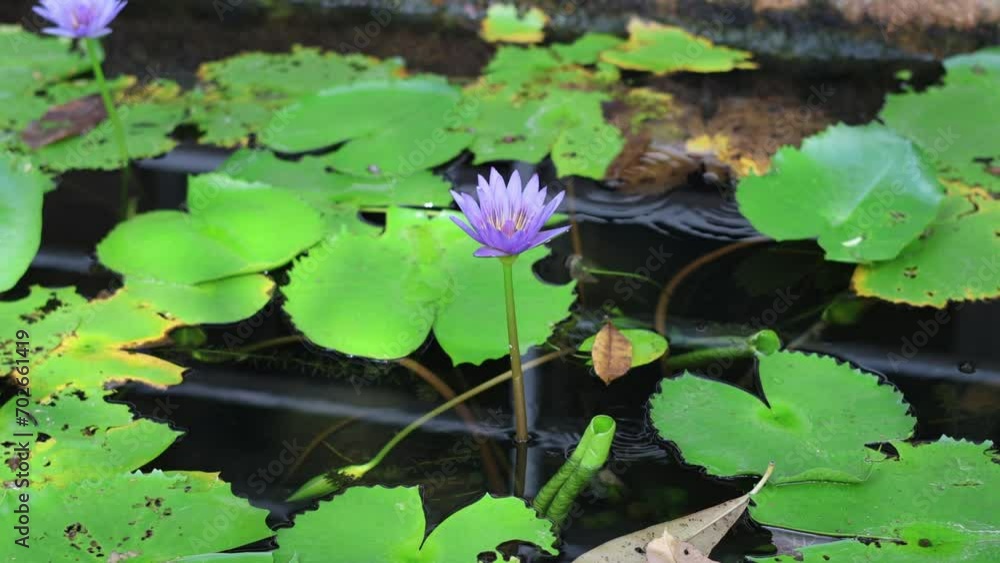 Water Lily Blooming Time-Lapse Water Lily Blooming Time-Lapse