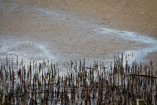 Mangrove aerial roots, pneumatophores, Omokoroa, New Zealand photo