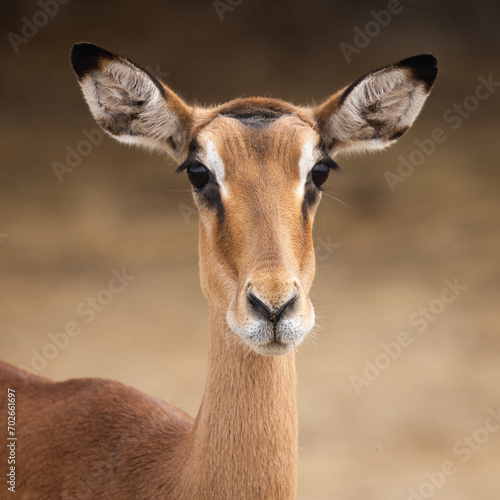 impala antelope portrait  © Pearl Media