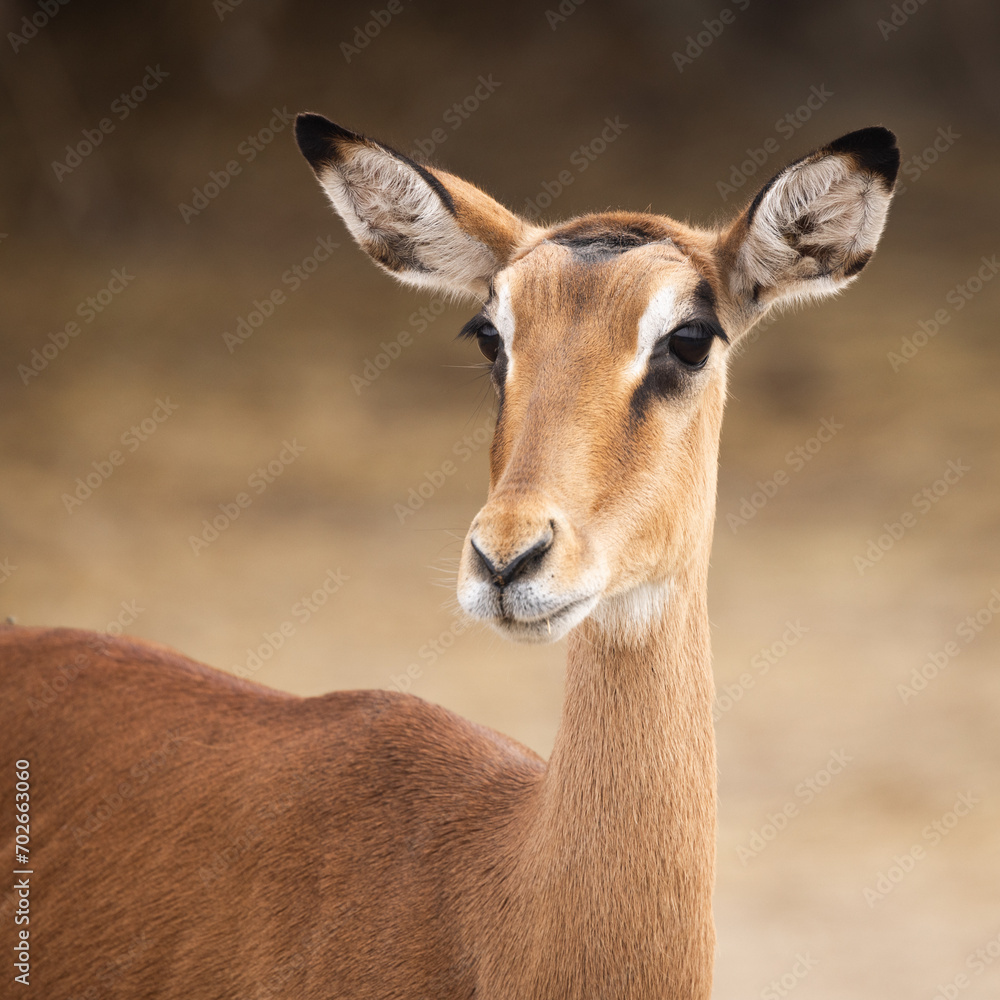 impala antelope in wild close impala antelope in wild close