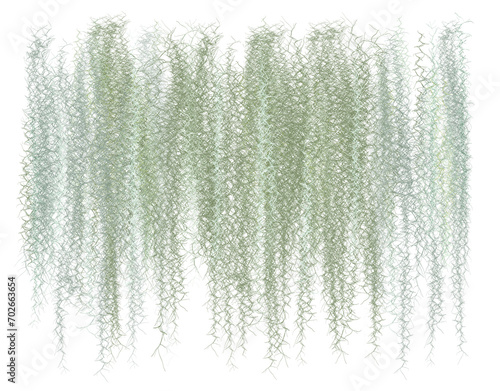 abstract background, Spanish moss separates from the white ground. photo