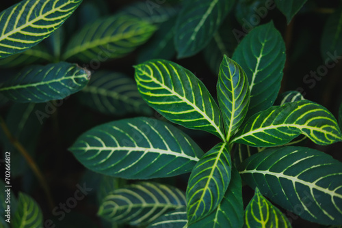 Green leaves with beautiful white stripes and dark background.
