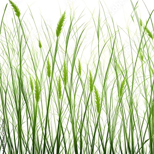 Grass on a white background © sami