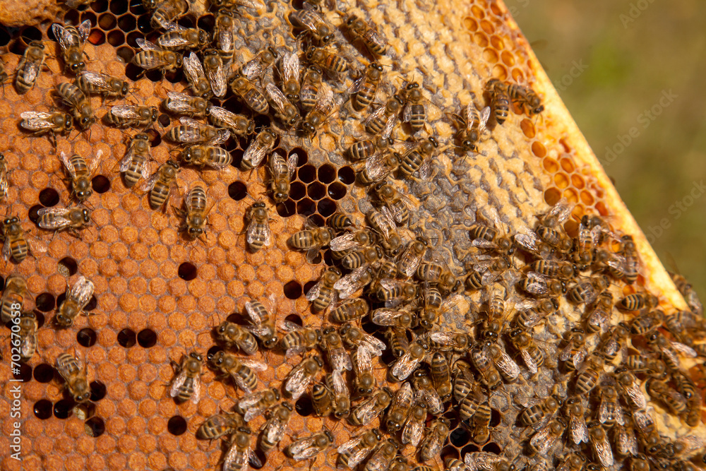 Working bees in a hive on honeycomb. Bees inside hive with sealed and open cells for their young.. Working bees in a hive on honeycomb. Bees inside hive with sealed and open cells for their young..