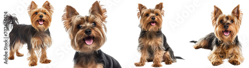 Happy Yorkshire Terrier (Yorkie) dog collection, standing, portrait, sitting, lying, isolated on a white background, animal bundle