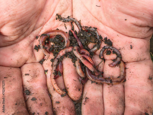 Full of Life: Earthworms and Soil