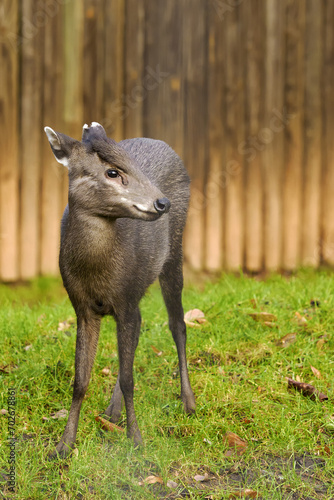 The tufted deer (Elaphodus cephalophus) a small Asian deer. Female small deer on green grass with a wooden fence in the background.