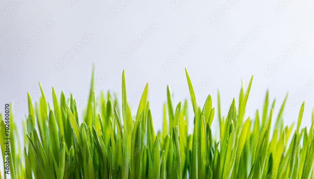 Fototapeta premium Fresh spring green grass against white background, copy space