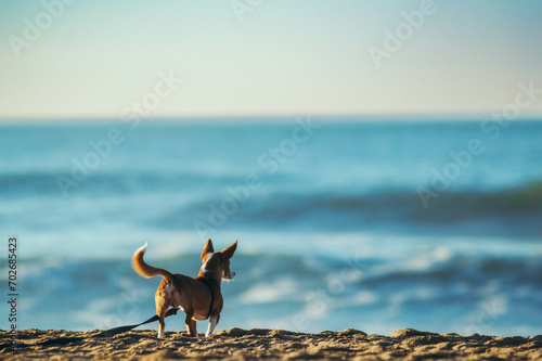 Petit chien qui regarde l'océan photo