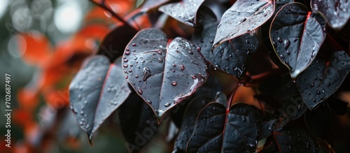 The leaves of 'Wildfire' black tupelo (Nyssa sylvatica 'Wildfire') photo