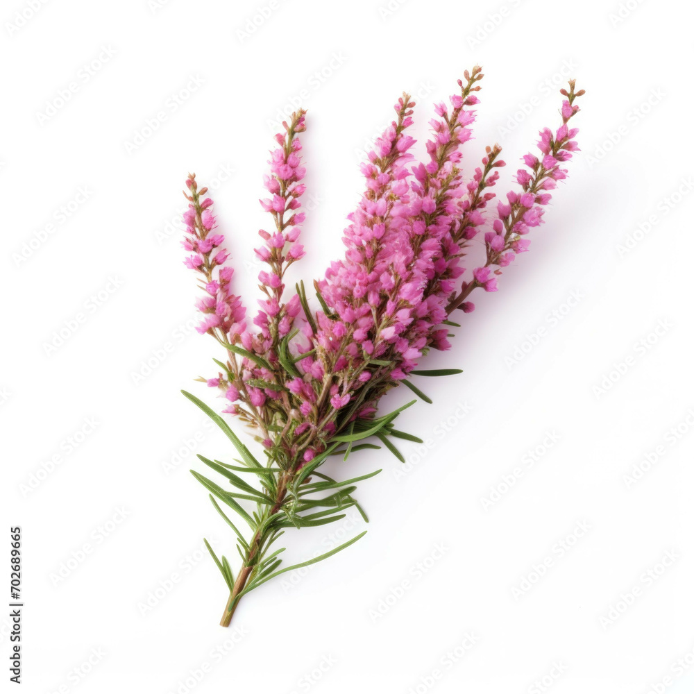 Naklejka premium Heather Flower, isolated on white background