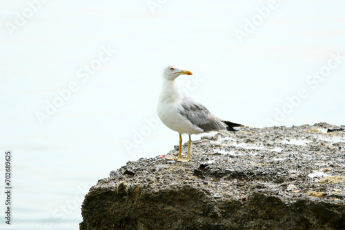 Cute seagull stands on rock, next to sea under cloudy day.