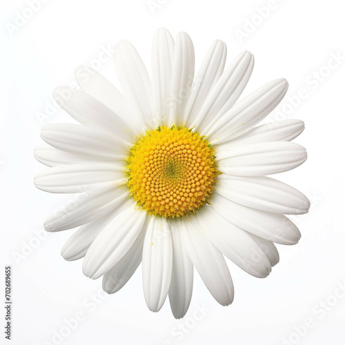 Daisy Flower, isolated on white background © Michael Böhm