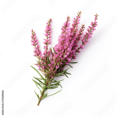 Heather Flower  isolated on white background