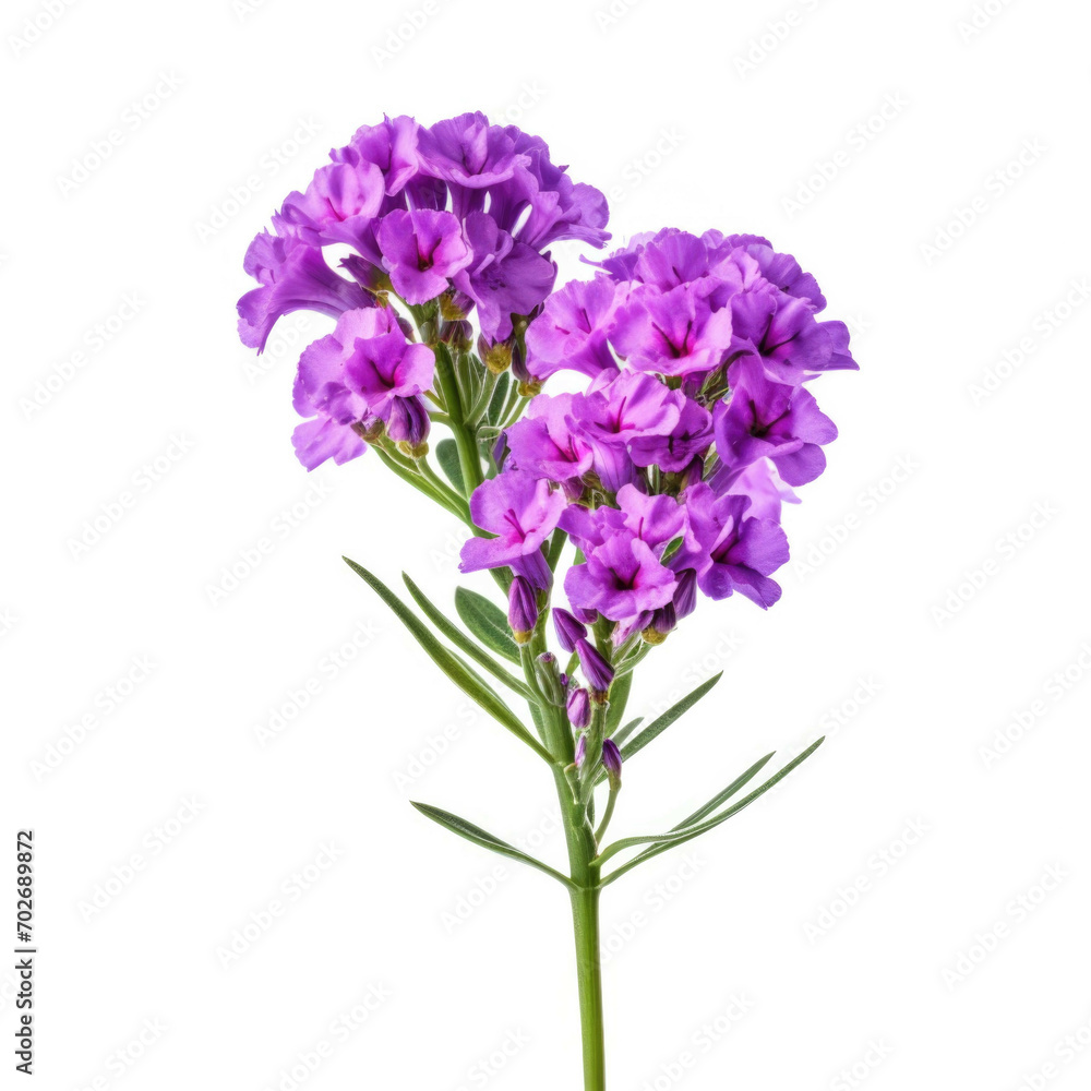 Naklejka premium Statice Flower, isolated on white background