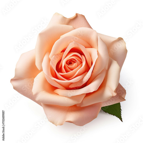 Rose Flower  isolated on white background