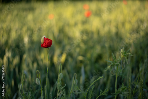 Field with red poppy flowers. Photos of poppies on the field background