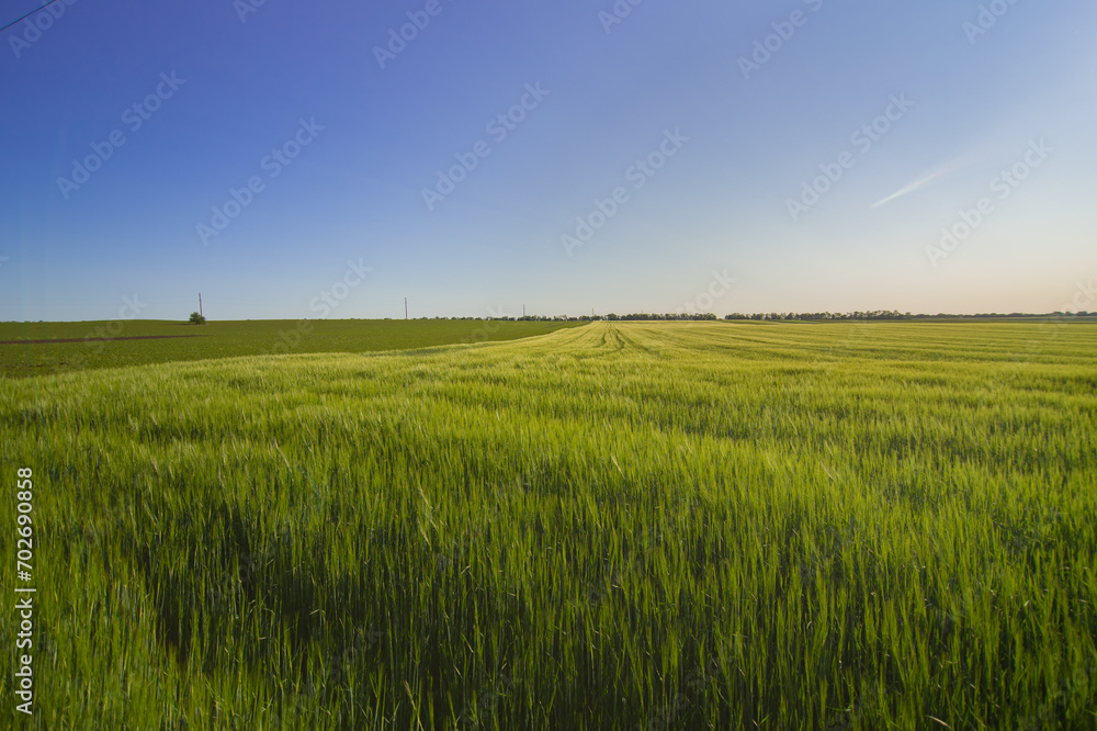 Green field with young wheat on the background of a clear blue sky