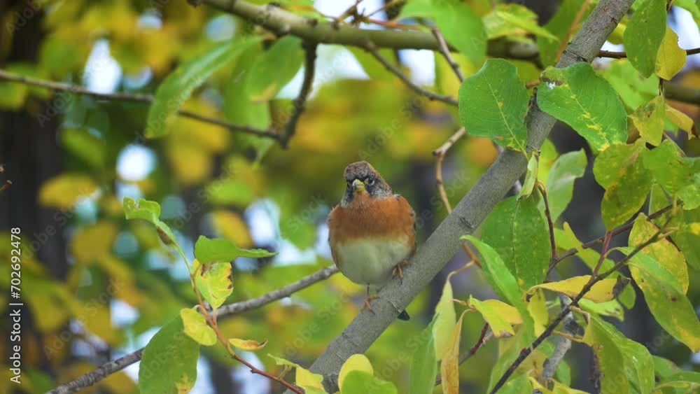 A brambling on a branch looking around for food, closeup bird video A brambling on a branch looking around for food, closeup bird video
