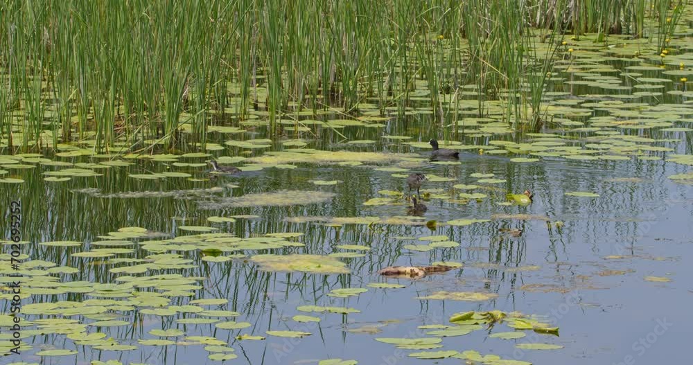 A coot and juvenile moorhens swim and stand on a pond with water lilies and reed A coot and juvenile moorhens swim and stand on a pond with water lilies and reed