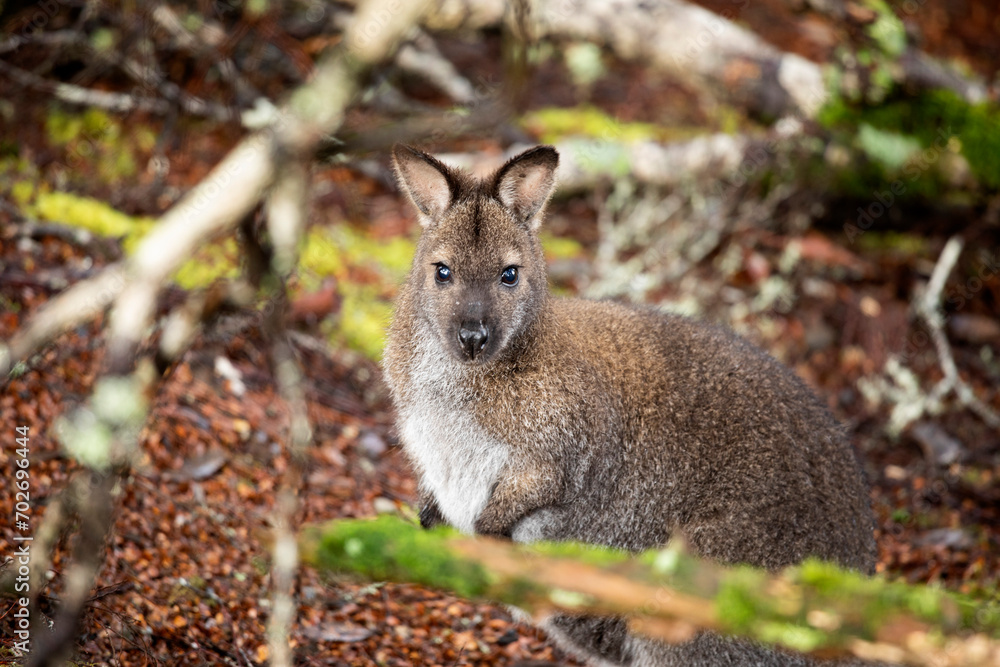 Cute wallaby pictured in its natural habitat Cute wallaby pictured in its natural habitat