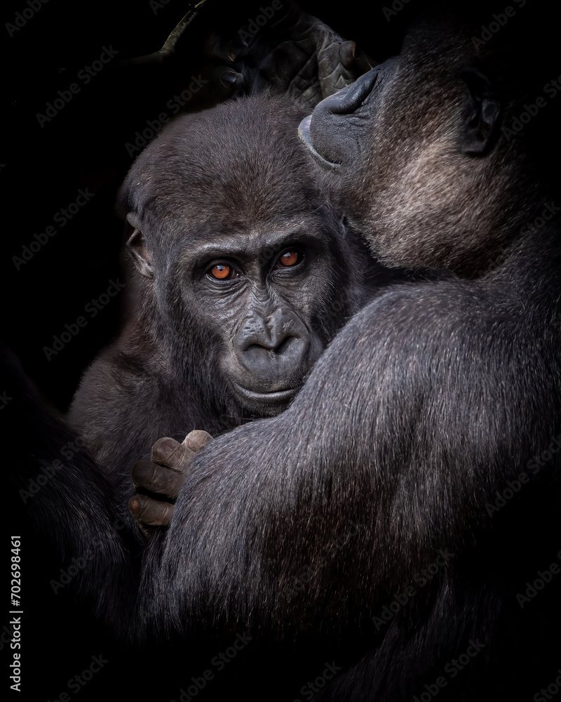 Obraz premium Young lowland gorilla with its mother.