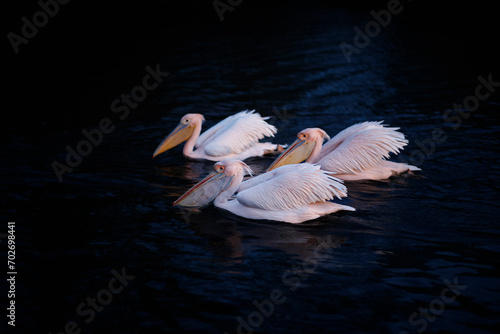 Flock of pelicans gliding peacefully on a dark lake.