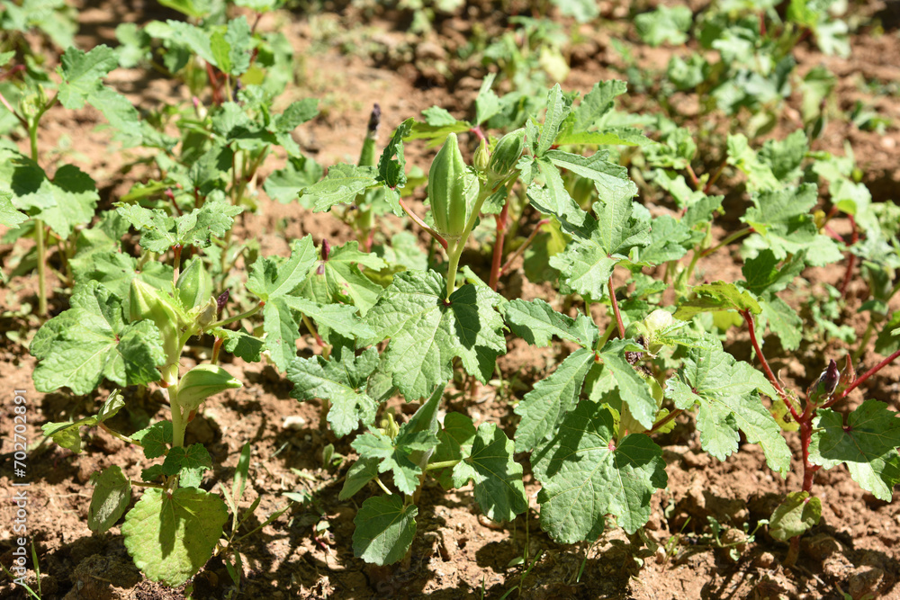okra plant in garden, haelthy agriculture okra plant in garden, haelthy agriculture