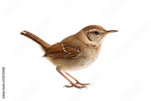 The Wren Isolated On Transparent Background