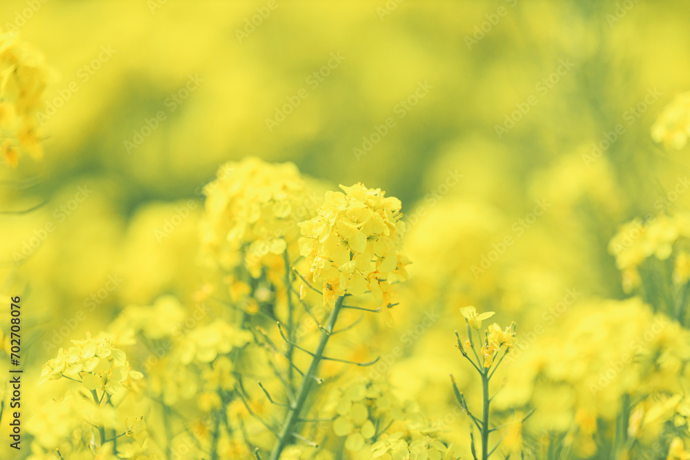 Fototapeta premium 春イメージ|菜の花