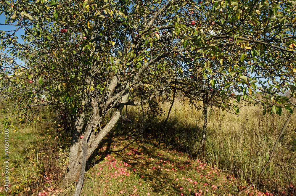 Apple orchard in the village in autumn Apple orchard in the village in autumn