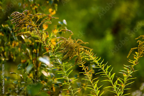 Rośliny leśne paprocie w pięknym oświetleniu słonecznym, kompozycja roślinna trawy łąka.