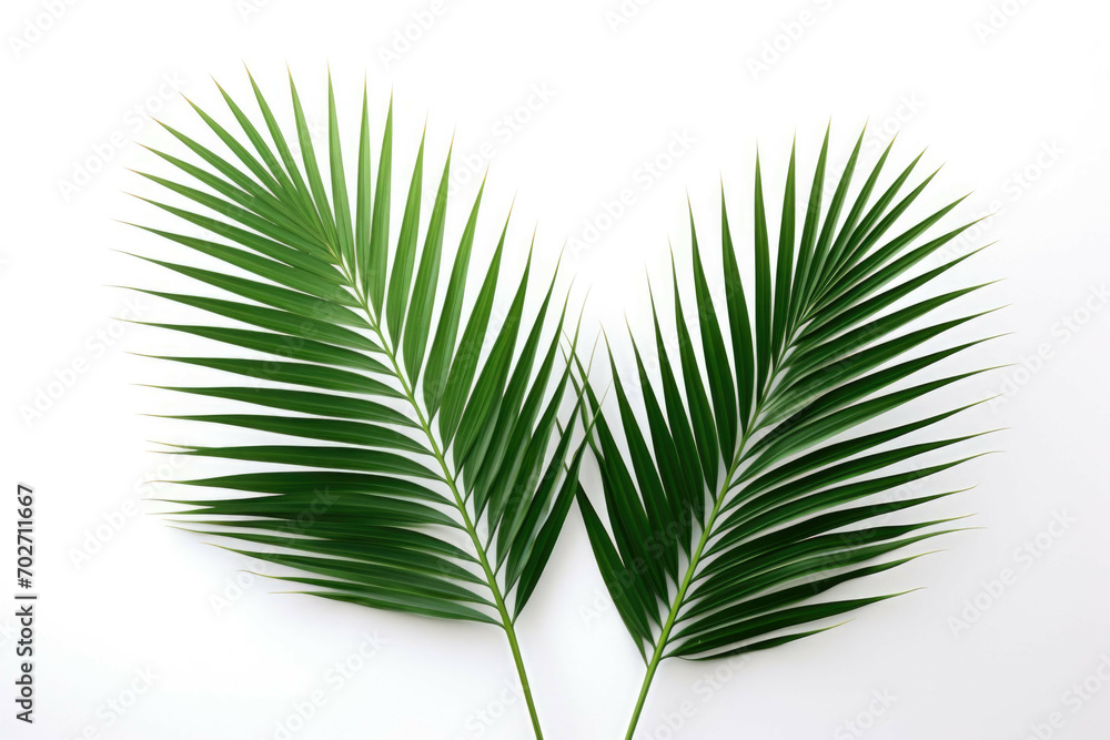 Fototapeta premium two palm leaves against a white background