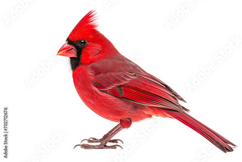 Cardinal Bird Isolated On Transparent Background