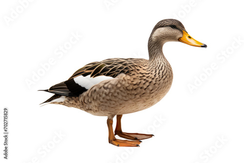 Mallard Duck Showcase Isolated On Transparent Background