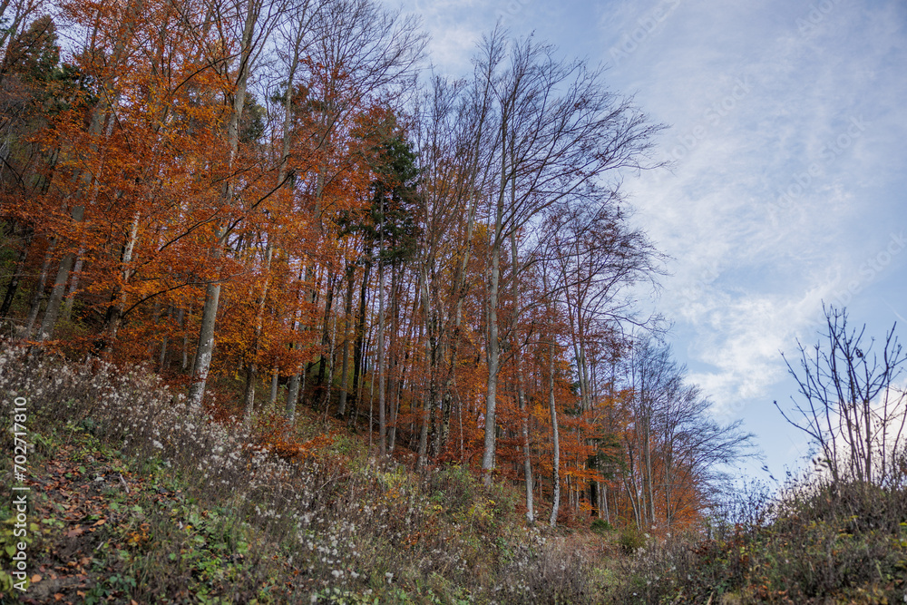 Obraz premium vista panoramica su un bosco montano con le foglie con colori autunnali, che si estende lungo un pendio, di mattina, in autunno