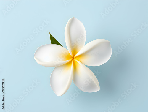 Frangipani flower in studio background, single Frangipani flower, Beautiful flower images