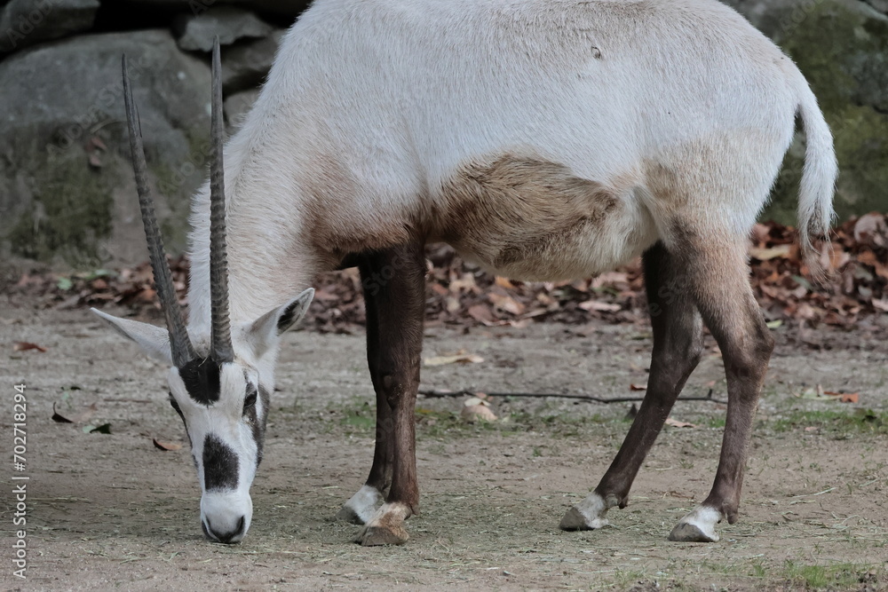 Fototapeta premium アラビアオリックス