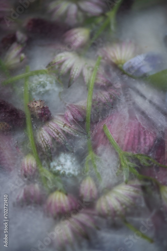 abstract background of frozen winter flowers in ice water photo